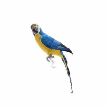 Perroquet Bleu et Jaune - 42 cm Perroquet Bleu et Jaune - 42 cm