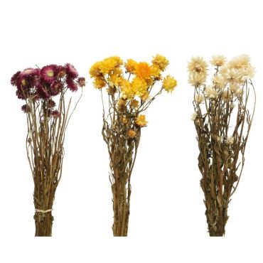 Bouquet d'hélichryse séché - 50 cm - Couleur au choix | jourdefete.com Bouquet d'hélichryse séché - 50 cm - Couleur au choix | jourdefete.com