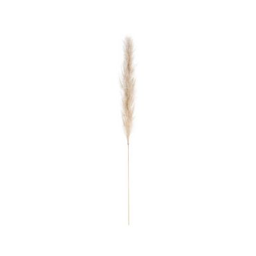 herbe de pampa naturelle 115 cm | jourdefete.com