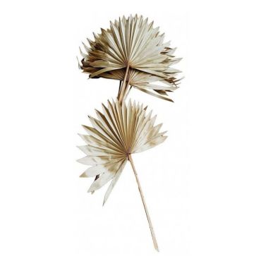 feuilles de palmier entieres naturelles | jourdefete.com feuilles de palmier entieres naturelles | jourdefete.com