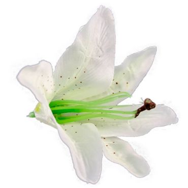 Sachet de 6 Fleurs Blanches Tropicales - Lys | jourdefete.com Sachet de 6 Fleurs Blanches Tropicales - Lys | jourdefete.com