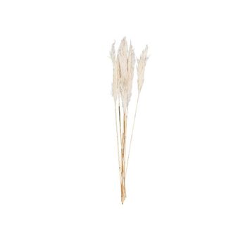 6 tiges herbe de pampa couleur naturel 70 cm | jourdefete.com